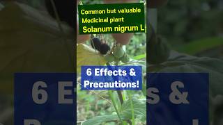 Anticancer herb Solanum nigrum L 6 Effects amp Precautions [upl. by Nyre968]