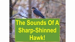 The Sounds of a SharpShinned Hawk [upl. by Brott]