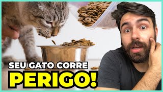 Meu Gato Para De Comer Quando Viajo O Que Fazer [upl. by Corabelle297]