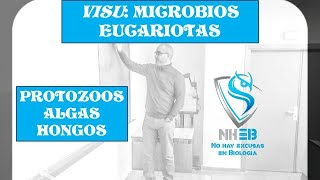 Principales microbios eucariotas protozoos algas y hongos [upl. by Belding]