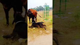 Pitbull dog pitbull pitbull pitbull viralvideo trending ytshorts doglover dogs dog [upl. by Hctub]