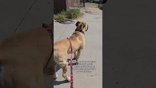 Boerboel Puppy Reactivity Training dogtraining [upl. by Henrie]