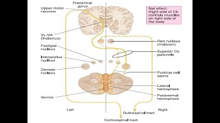 Cerebellum  Afferent Pathways [upl. by Socram]