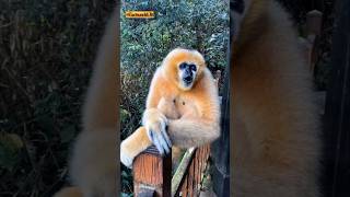 Gibbon मनुष्य का नजदीकी रिश्तेदार trending facts gibbon relativesofman ytshorts reels [upl. by Joon]