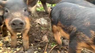 Mangalitsa piglets Docile and friendly [upl. by Alisan]