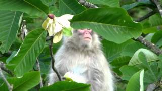 Japanese Monkeys Feeding on Magnolia Flowers ニホンザルがホオノキの花を採食 [upl. by Bohman707]