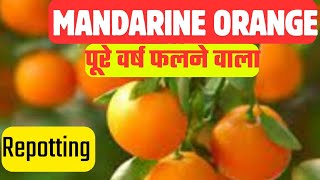 Mandrine Orange Repotting ज्यादा फलन  मिट्टी में भरपूर पोषण ज्यादा प्रभावी mandarin orange [upl. by Teddy]