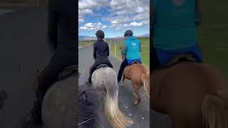 Saltvik Riding Iceland Adventures  🇮🇸 🐴 iceland horses [upl. by Elyag]