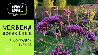 Why I love Verbena Bonariensis  my top companion plants [upl. by Anahsat]