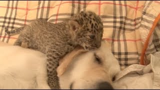 Endangered Leopard Mothered by Retriever Accompanied by Lion Tiger and Shepherd Dog [upl. by Selestina]