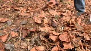 Planting goldenseal in the forest [upl. by Anwahsal597]