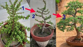 How to make jade bonsai  jade bonsai for beginners [upl. by Hicks860]