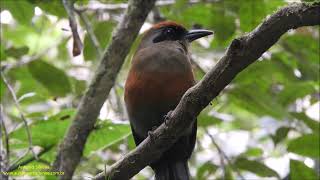 Juruvaverde Baryphthengus ruficapillus Rufouscapped Motmot Antonio Silveira [upl. by Ylek253]