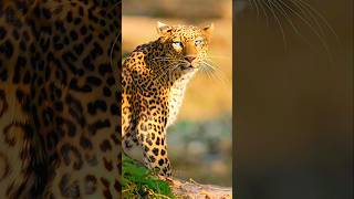 The fleeting eyes of a leopardess photography wildlife shorts [upl. by Adrian227]