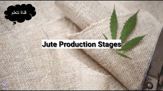 Jute Production Stages [upl. by Lainey949]