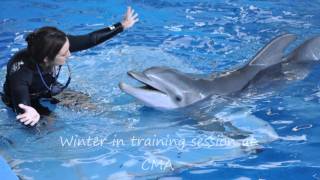 Winter the Dolphins story [upl. by Divine334]