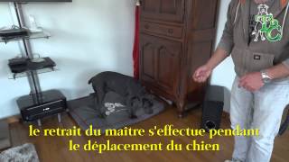 Tenue de Chien Apprendre le panier 20150529 [upl. by Elleinad]