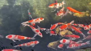 most beautiful fish in naturefish videonature fish video [upl. by Olmsted]