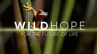 Season 2 Trailer  WILD HOPE [upl. by Aihsile]