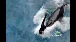 SeaWorld Believe Show Commercial [upl. by Kerrison998]