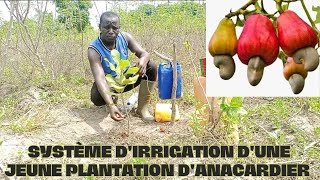 Trois dernières astuces pratique pour installer une jeune plantation danacarde [upl. by Gayl]