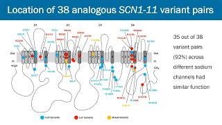 Gene variant effects across sodium channelopathies predict function and guide precision therapy [upl. by Ruella]