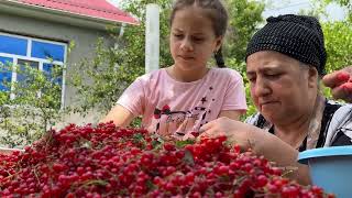 RURAL VILLAGE FAMILY  HARVESTING REDCURRANT  COOKING RED CURRANT JAM AND COMPOTE [upl. by Eirameinna]