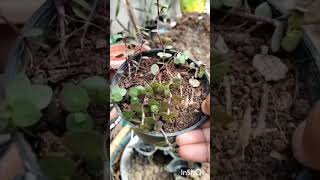 Callisia repenscreeping inhplantturtle Vine plantyoutube short ❤️ [upl. by Mcnalley]