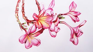 How to Draw Plumeria Flowers  Frangipani Flower Drawing in Color Pencils  Flower Drawing [upl. by Orihakat282]