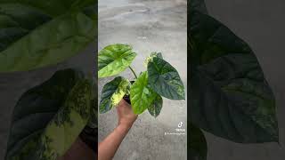 Alocasia Sinuata Variegated plants plantstore aroids alocasiasinuata aroids plants [upl. by Raven]