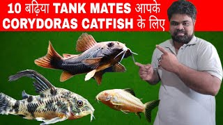 Tank Mates For Corydoras Catfish  10 Best Tank Mates For CoryDoras Catfish [upl. by Kcolttam]