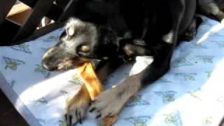 Himalayan Dog Chew  Hard Cheese Dog Chew from Pet Expertise [upl. by Lord135]