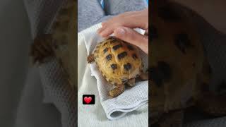 Trunky the Horsefield Tortoiselove you Mama veronikakoleva2372 shorts short love pets cute [upl. by Teyut]