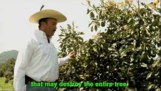 Mexico Avocado in Michoacan An Economic Hit and Environmental Cost [upl. by Enahs561]