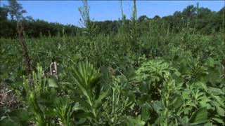 Unique characteristics of horseweedmarestail make it a challenging weed [upl. by Arahset]