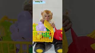 Monkey Titi enjoys the car carrying animals monkeybaby shortsvideo cute [upl. by Jakoba]