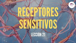 21 RECEPTORES SENSITIVOS FISIOLOGÍA DEL SISTEMA NERVIOSO [upl. by Ahtennek]