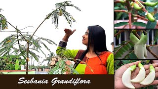 Sesbania Flower  Sesbania Grandiflora  Care and Tips Of Agast [upl. by Green]