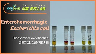 MBcell 식품공전 장출혈성대장균 확인시험 실험하기 Enterohemorrhagic Escherichia coli [upl. by Aroz]