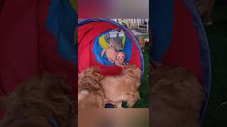 Tubular Puppies 🐶 💕 🐾 australianlabradoodle puppies puppy playtime [upl. by Cordi]