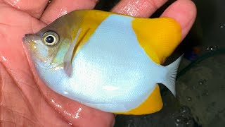 “REEF SAFE” Pyramid Butterflyfish [upl. by Odie]