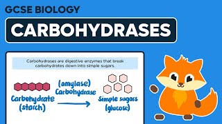 Digestive Enzymes Carbohydrases  GCSE Biology [upl. by Drolyag759]