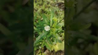 কেশরাজEclipta prostratafalse daisy nature beautiful beauty amazing village bangladesh love [upl. by Ennirok]