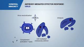 Antibody mediated effector response Virus bacteria and toxins [upl. by Eanod]