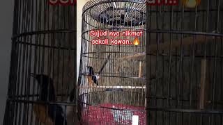 Murai batu full sujud djremix kicaumania muraibatu burungkicau [upl. by Merete]