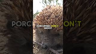 Can porcupines throw their spines [upl. by Ehudd]