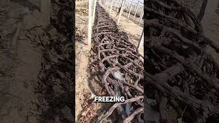 Why Grape Growers Bury Their Vines in Winter shorts [upl. by Welch121]