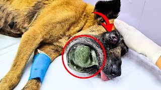 A dog with a deformed face suffered silently until a miracle changed her life forever [upl. by Kiele975]