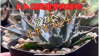 室内管理の 多肉植物気す😀。 [upl. by Mathre]