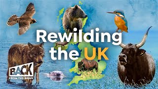 How to Bring Wilderness Back to Britain  Rewilding UK  Back from the Brink [upl. by Nosimaj]